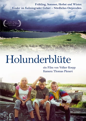 Holunderblüte Holunderblüte